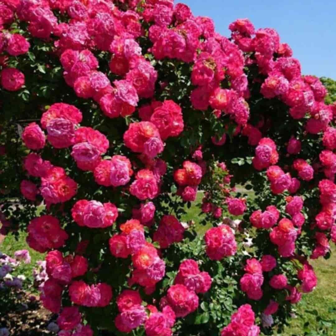 Rosaria Luxe- Climbing Rose Flower Seeds by Lunovia Life (Single pack only)