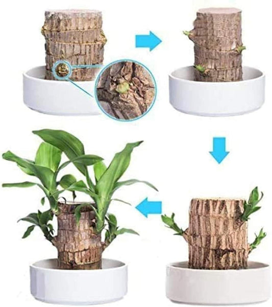 ZenRoot Duo - Mini Brazilian Lucky Wood Plants (Pack of 2) by Lunovia Life