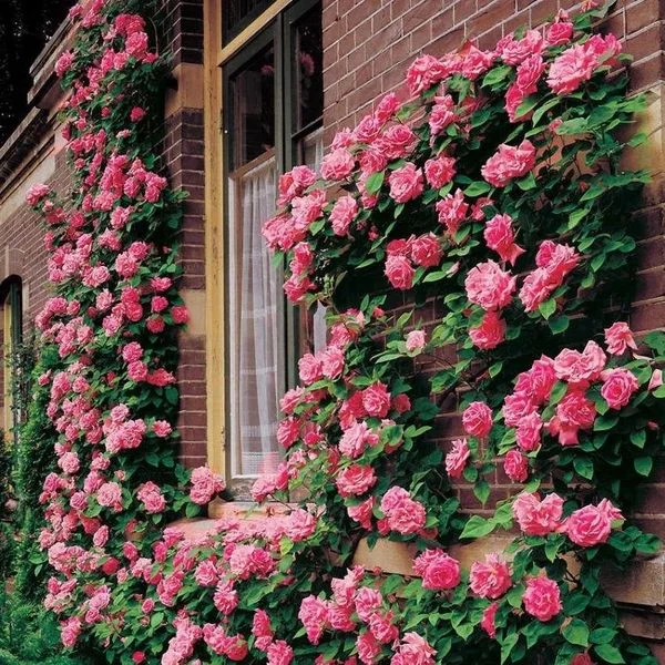 Rosaria Luxe- Climbing Rose Flower Seeds by Lunovia Life (Single pack only)