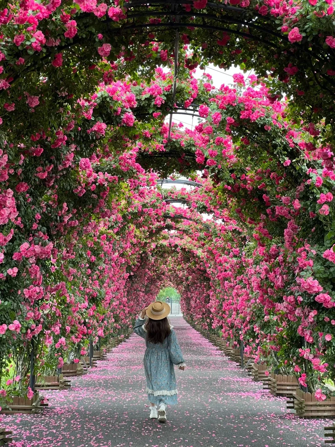 Elegant Climbing Rose Flower Seeds by Lunovia Life (pack of 2 and 3)