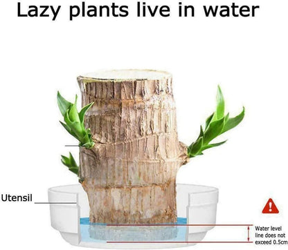 ZenRoot Duo - Mini Brazilian Lucky Wood Plants (Pack of 2) by Lunovia Life