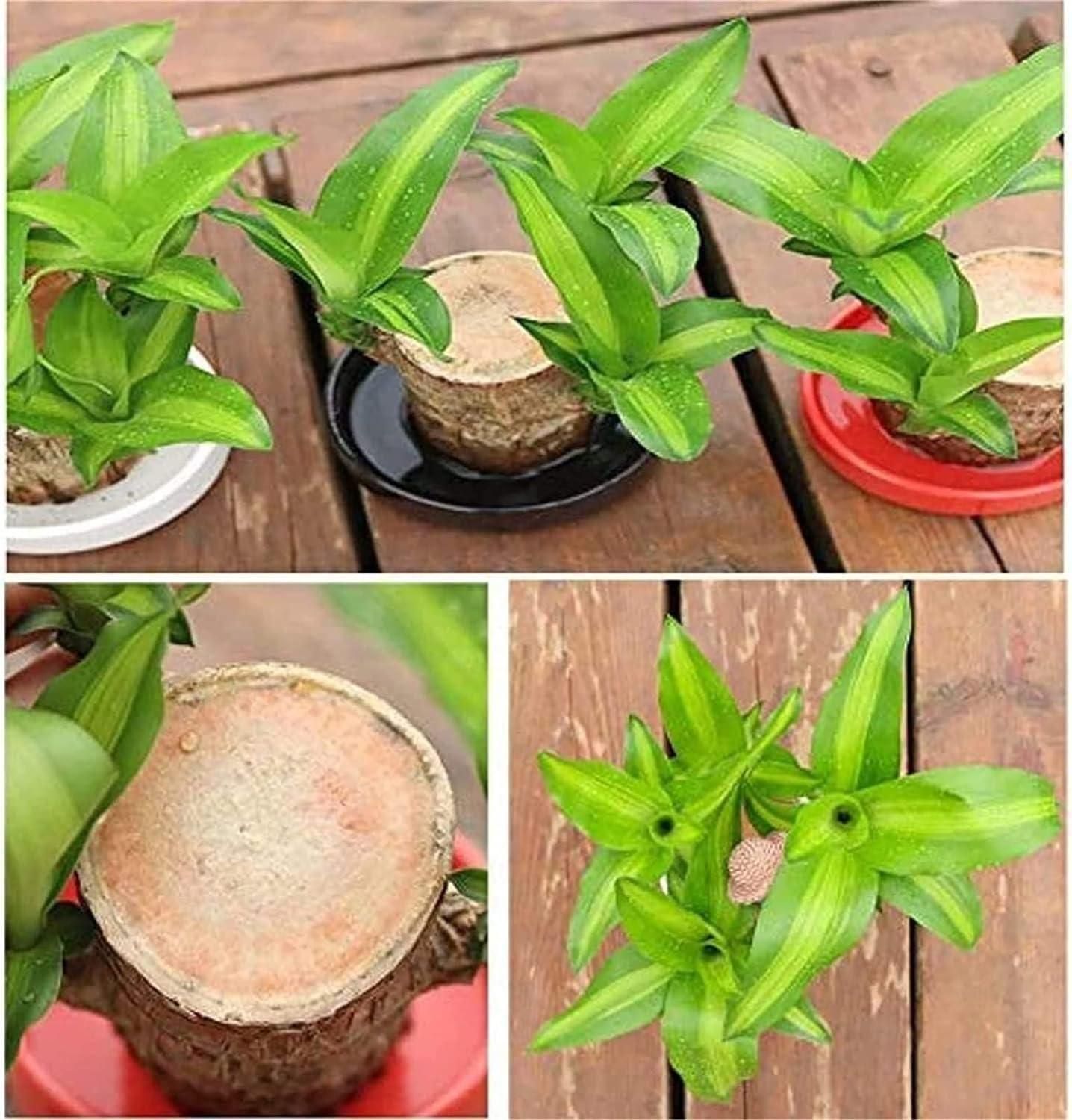 ZenRoot Duo - Mini Brazilian Lucky Wood Plants (Pack of 2) by Lunovia Life