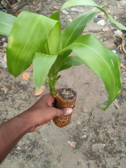 ZenRoot Duo - Mini Brazilian Lucky Wood Plants (Pack of 2) by Lunovia Life