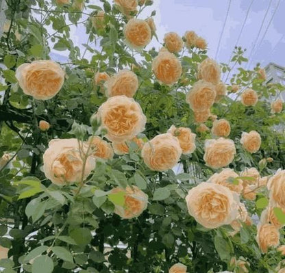 Elegant Climbing Rose Flower Seeds by Lunovia Life (pack of 2 and 3)