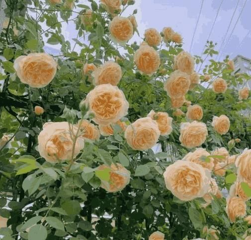 Elegant Climbing Rose Flower Seeds by Lunovia Life (pack of 2 and 3)