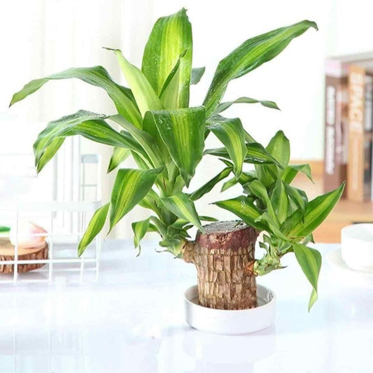 ZenRoot Duo - Mini Brazilian Lucky Wood Plants (Pack of 2) by Lunovia Life