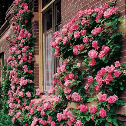 Elegant Climbing Rose Flower Seeds by Lunovia Life (pack of 2 and 3)